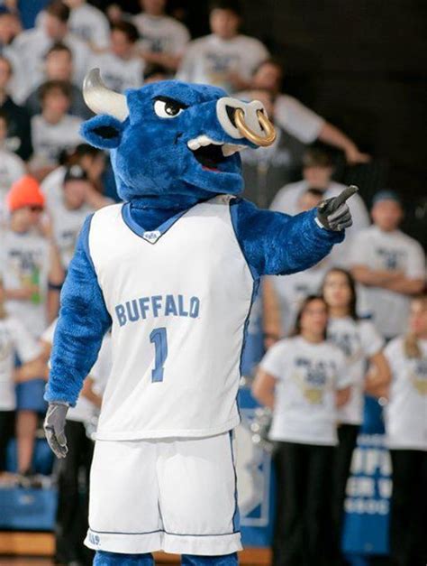The UC Buffalo Mascot: Uniting the Campus Community